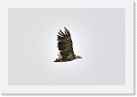 merikotka White-tailed Eagle  0635 * 1361 x 907 * (304KB)